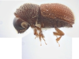 Ptilopodius dubiosus 12250