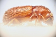 Ptilopodius hylesiniformis 14918