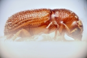 Ptilopodius hylesiniformis 14918