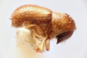 Ptilopodius javanus 14919