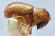 Ptilopodius javanus 14919