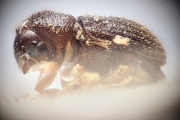 Ptilopodius madagascariensis 14920