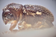 Ptilopodius madagascariensis 14920