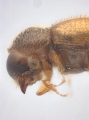 Ptilopodius sp2024_Batu 14151