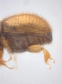 Ptilopodius sp2024_Batu 14151