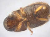 Ptilopodius sp2024_Batu 14151