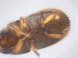 Ptilopodius sp2024_Batu 14151