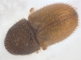 Ptilopodius sp2024_Batu 14151