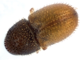 Ptilopodius sp2024_Batu 14151