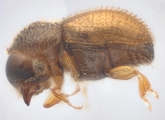 Ptilopodius sp2024_Batu 14151