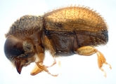 Ptilopodius sp2024_Batu 14151
