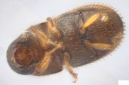 Ptilopodius sp2024_Batu 14151