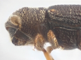 Ptilopodius sp2026_PNG2 13709