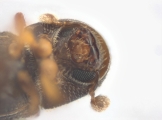 Ptilopodius sp2026_PNG2 13709