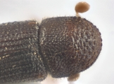 Ptilopodius sp2026_PNG2 13709
