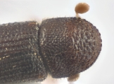 Ptilopodius sp2026_PNG2 13709