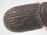 Ptilopodius sp2026_PNG2 13709