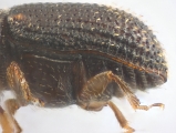 Ptilopodius sp2026_PNG2 13709
