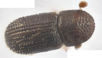 Ptilopodius sp2026_PNG2 13709