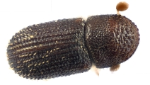 Ptilopodius sp2026_PNG2 13709