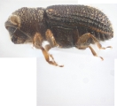 Ptilopodius sp2026_PNG2 13709