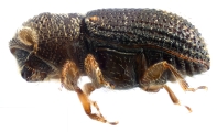 Ptilopodius sp2026_PNG2 13709