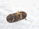 Ptilopodius sp2026_PNG2 13709