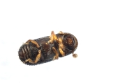 Ptilopodius sp2026_PNG2 13709
