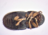 Ptilopodius sp2025_PNG1 13676