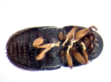 Ptilopodius sp2025_PNG1 13676
