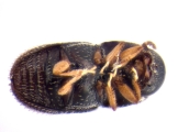 Ptilopodius sp2025_PNG1 13676