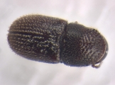 Ptilopodius sp2025_PNG1 13676