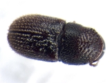 Ptilopodius sp2025_PNG1 13676