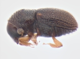 Ptilopodius sp2025_PNG1 13676