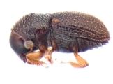 Ptilopodius sp2025_PNG1 13676