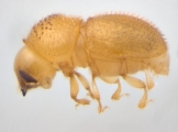 Ptilopodius sp2024_Batu 13953