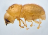 Ptilopodius sp2024_Batu 13953