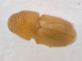 Ptilopodius sp2024_Batu 13953