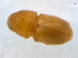 Ptilopodius sp2024_Batu 13953