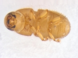 Ptilopodius sp2024_Batu 13953