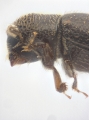 Ptilopodius sp2027_Cangar 13955