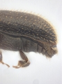 Ptilopodius sp2027_Cangar 13955