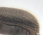 Ptilopodius sp2027_Cangar 13955