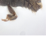 Ptilopodius sp2027_Cangar 13955