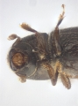 Ptilopodius sp2027_Cangar 13955