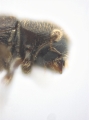 Ptilopodius sp2027_Cangar 13955