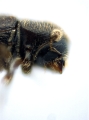 Ptilopodius sp2027_Cangar 13955