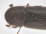 Ptilopodius sp2027_Cangar 13955