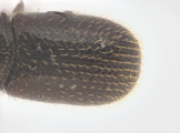 Ptilopodius sp2027_Cangar 13955