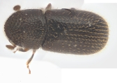 Ptilopodius sp2027_Cangar 13955